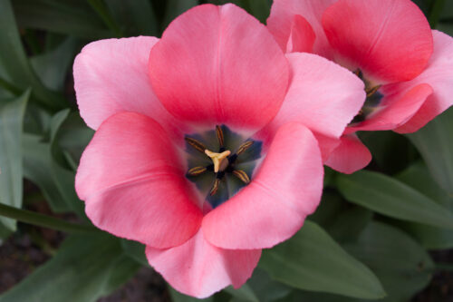 Inge Lub - Poldertuin - 1